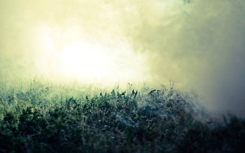 smoky grass field HD wallpaper